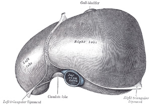 Superior view of the liver - Gray's Anatomy 1918